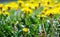 Vibrant dandelion flowers at springtime close up shot, shallow depth of field