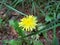 Vibrant dandelion surrounded by green grass and foliage.