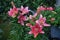 A vibrant yet delicate Asiatic lily, Lilium, pink at the end of flowering. Berlin, Germany