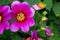 Vibrant delicate bright pink dahlia flower on summer sunlight in the garden