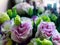 Vibrant delicate colorful garden Lisianthus or Eustoma buds