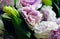 Vibrant delicate colorful garden Lisianthus or Eustoma buds