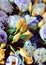 Vibrant delicate colorful garden Lisianthus or Eustoma buds