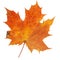 Vibrant detailed colorful autumn leaf