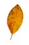 Vibrant detailed colorful autumn leaf