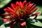 Vibrant Details Realistic Echinacea in Captivating Colors.AI Generated