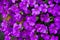 Vibrant display of Aubrieta purple blooms in a lush garden setting.