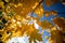 Vibrant display of autumn foliage on a tree branch silhouetted against a crisp blue sky