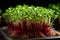 Vibrant Display of Delicate Microgreens. Nutrient Rich, Captivating Colors and Textures