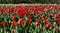 Vibrant display of red tulips in a field showing a stunning sight to behold