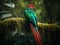 The Vibrant Display of the Resplendent Quetzal