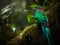 The Vibrant Display of the Resplendent Quetzal