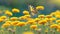 A Vibrant Display of Santolina and Butterflies in the Meadow with Soft Selective Focus.