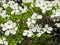 Vibrant display of white blossoms on a Cornus tree branch, surrounded by an abundance of foliage