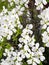 Vibrant display of white blossoms on a Cornus tree branch, surrounded by an abundance of foliage