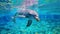 Vibrant Dolphin Photo: Stunning Ray Tracing Image Of A Dolphin Swimming In Blue Water