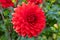 Vibrant double-size red flower of Dahlia Garden Wonder