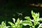 Vibrant dragonfly perched atop the foliage of lush greenery