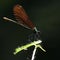 Vibrant dragonfly perched atop a green plant on a sunny day