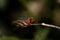 Vibrant dragonfly perched atop a tall green stem