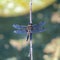 Vibrant dragonfly perched on a thin wooden branch, captured in a macro view