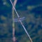 Vibrant dragonfly perched on a wooden branch, overlooking a tranquil body of water