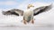 Vibrant Duck In Flight: High-energy Imagery With Exaggerated Features