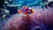 Vibrant Duo Capture a close-up of a clownfish nestled inside its host anemone, showcasing the vibrant colors of both the fish and