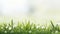 Vibrant Easter Scene. Lush Grass, White or Yellow Background. Perfect for Easter Concept