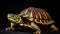 Vibrant Eastern Box Turtle On Black Background