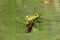 Vibrant Edible frog (Pelophylax esculentus) swimming in a tranquil lake