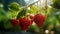 Vibrant Elegance: A Pair of Ripe Strawberries Hanging from a Delicate Stem, Capturing Nature\\\'s Sweet Symphony - AI Generative