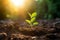 Vibrant Essence of Life: A Young Seedling Sprouting Towards Growth and Future Sustainability