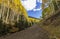 Vibrant Fall Color On The Inner Basin Trail San Franciso Peaks Flagstaff, AZ
