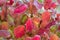 Vibrant Fall Colors on a Cranberry Bush