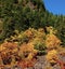 Vibrant fall foliage at a cliff