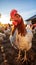 Vibrant Farmyard: Rhode Island Reds and Plymouth Rock Chickens Pecking in Sunlit Pasture