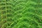 Vibrant fern abstract background texture