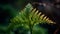 Vibrant fern frond drops dew in sunlight generated by AI