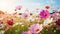 Vibrant Field Of Cosmos Flowers