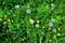 A vibrant field filled with dandelions and wildflowers in various growth stages