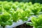 Vibrant Field organic lettuce plant. Generate AI