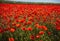 A vibrant field of poppies under the midday sun