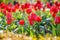 A vibrant field of red tulips bathed in sunlight