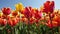 Vibrant Field of Red and Yellow Tulips in Full Bloom on a Sunny Day