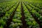 Vibrant field showcasing rows of thriving beetroot plants