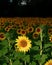 Vibrant field of sunflowers with lush green leaves and stems