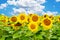 Vibrant field of sunflowers in a summer day with blue sky