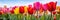 A vibrant field of tulips under a sunny sky portrays a Vibrancy concept