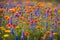 Vibrant Fields of Blooming Wildflowers